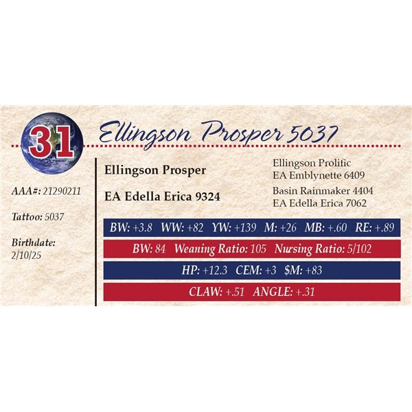 Ellingson Prosper 5037