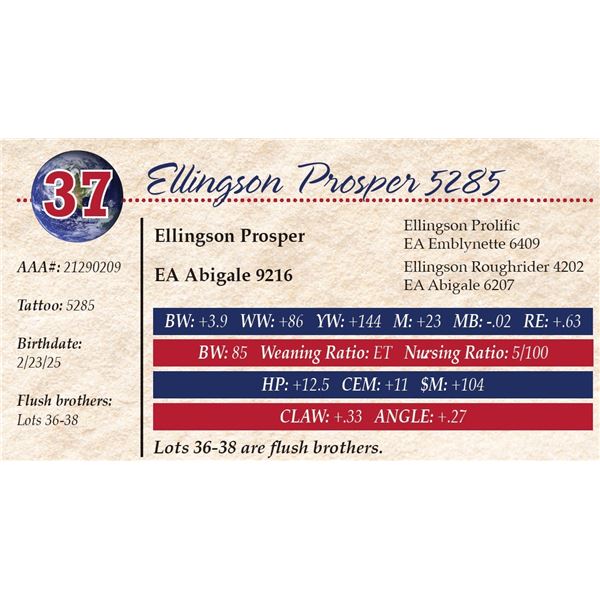 Ellingson Prosper 5285