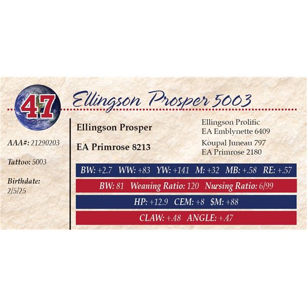 Ellingson Prosper 5003