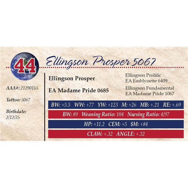 Ellingson Prosper 5067