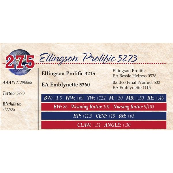 Ellingson Prolific 5273