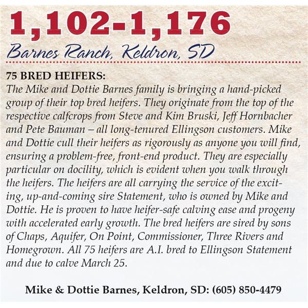 Barnes Ranch – 75 AI-Bred Heifers - (Due March 25)