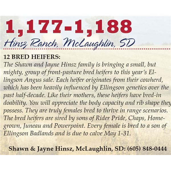 Hinsz Ranch – 12 Natural-Bred Heifers - (Due May 1-25)