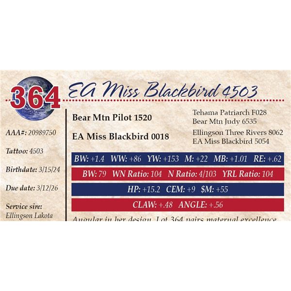 EA Miss Blackbird 4503
