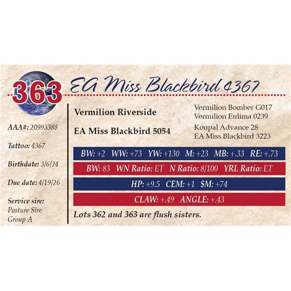 EA Miss Blackbird 4367