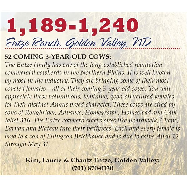 Entze Ranch – 10 Bred Coming 3-Year-Olds - (Due April and May)