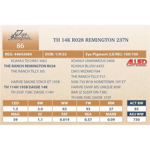 TH 14K R028 REMINGTON 237N