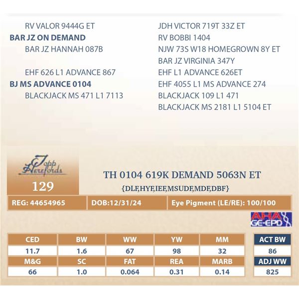 TH 0104 619K DEMAND 5063N ET