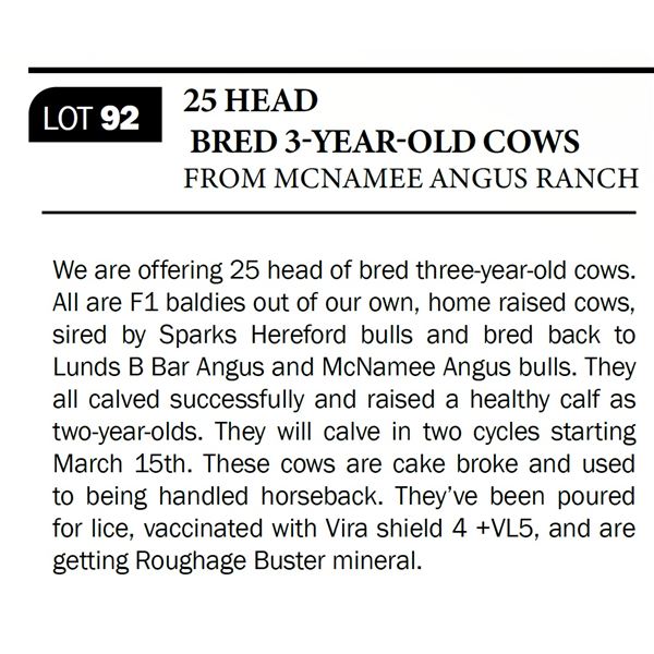 25 HEAD BRED 3-YEAR-OLD COWS