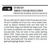 Image 1 : 25 HEAD BRED 3-YEAR-OLD COWS