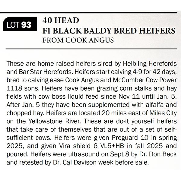 40 HEAD F1 BLACK BALDY BRED HEIFERS