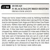 Image 1 : 40 HEAD F1 BLACK BALDY BRED HEIFERS
