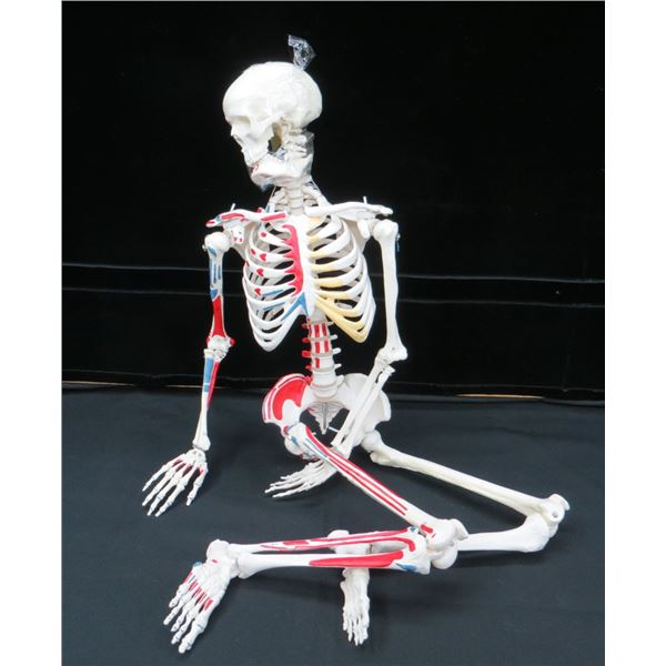33" Tall Human Skeleton Model Painted & Numbered for Teaching Study and Reference Retails $185+