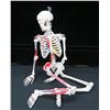 Image 1 : 33" Tall Human Skeleton Model Painted & Numbered for Teaching Study and Reference Retails $185+