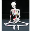Image 2 : 33" Tall Human Skeleton Model Painted & Numbered for Teaching Study and Reference Retails $185+