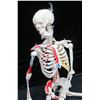 Image 3 : 33" Tall Human Skeleton Model Painted & Numbered for Teaching Study and Reference Retails $185+