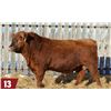 Image 2 : RED EDIE CREEK EASY RED 127M