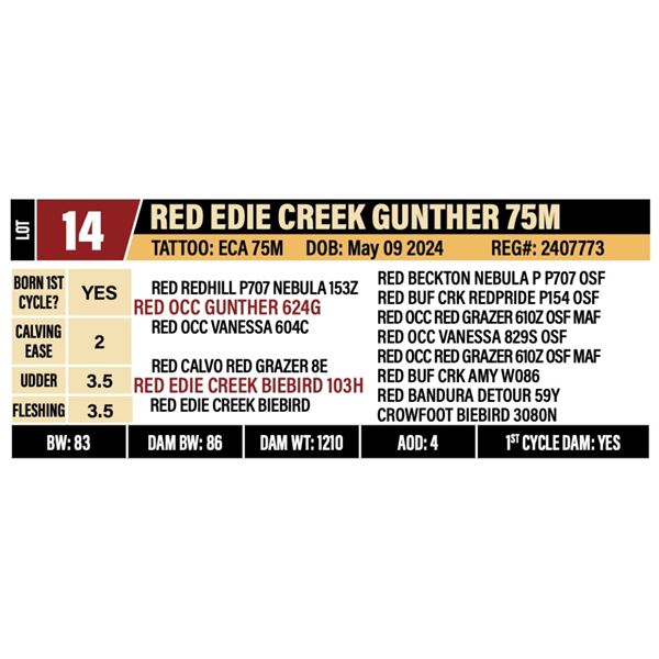 RED EDIE CREEK GUNTHER 75M