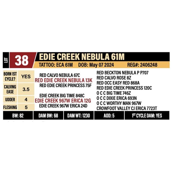 EDIE CREEK NEBULA 61M