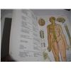 Image 12 : (2) 1969/1971 Bailliere’s Atlas of Anatomy Books (Male/Female)