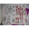 Image 7 : (2) 1969/1971 Bailliere’s Atlas of Anatomy Books (Male/Female)