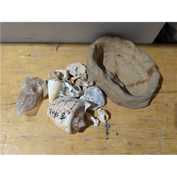 Reptile Set Up w/ Seashells & Bathing Dish