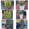 Image 1 : Group - Outdoor planters - (x8)