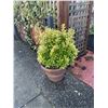 Image 7 : Group - Outdoor planters - (x8)