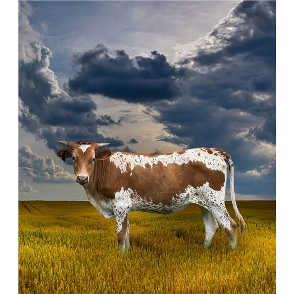 BCR Dani True Heart 453