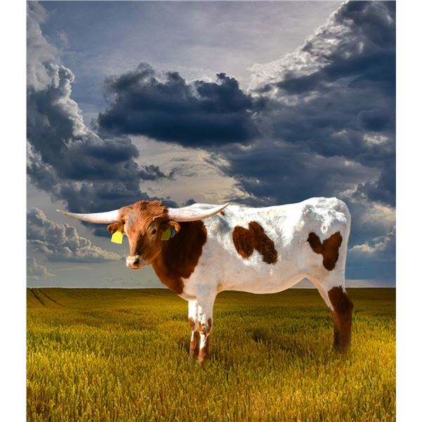 DB MIRANDA’S AGNES