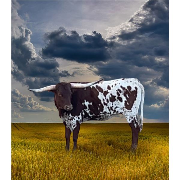 RR BANKIN’ ON SUNDOG