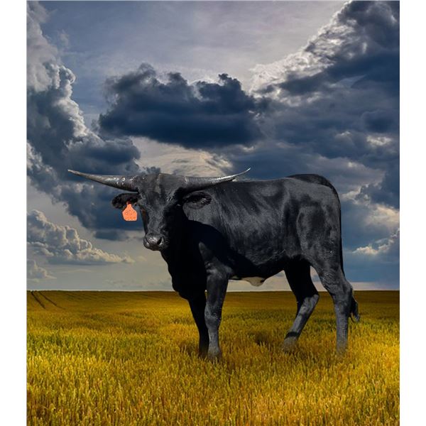 TWO DOZEN BLACK ROSES