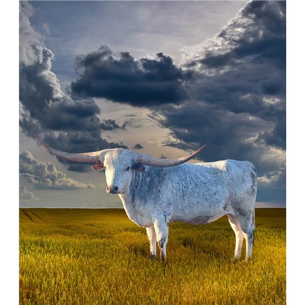 SUNHAVEN SWEET SUGAR