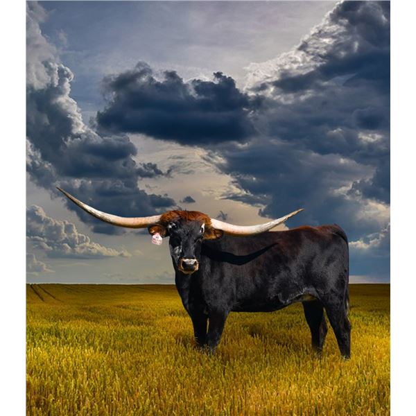 DH DIXIELAND DELIGHT