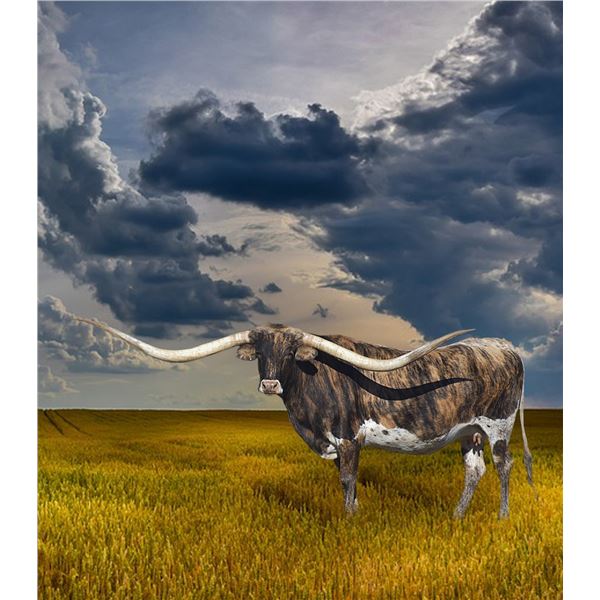 GLH HOUDINI’S ROSEMARY EMBRYO CHOICE LOT