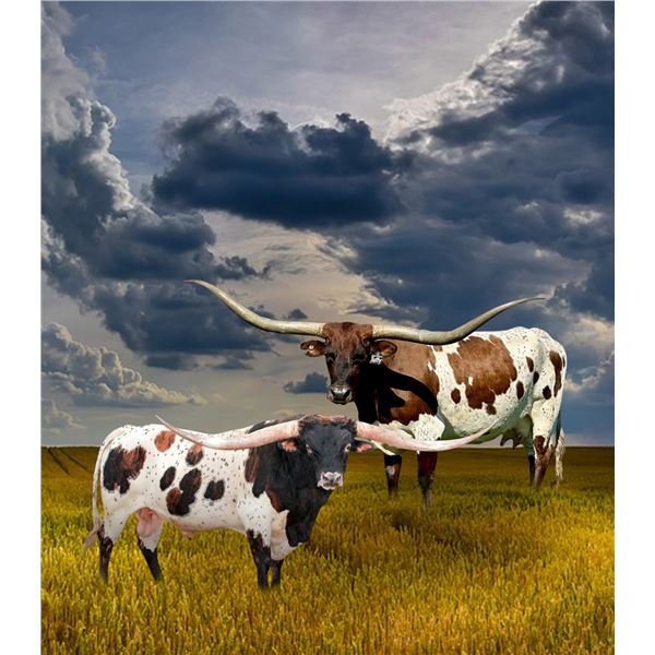 TKR ROYAL TUFFETTE X IRONMAN HR EMBRYO PREGNANCY