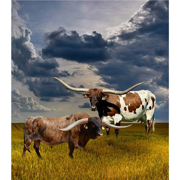 TKR ROYAL TUFFETTE X CUT N DRIED EMBYO PREGNANCY