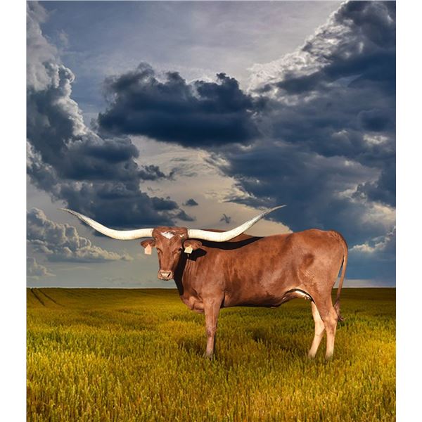 HLR BLUEJEANS AND PEARLS