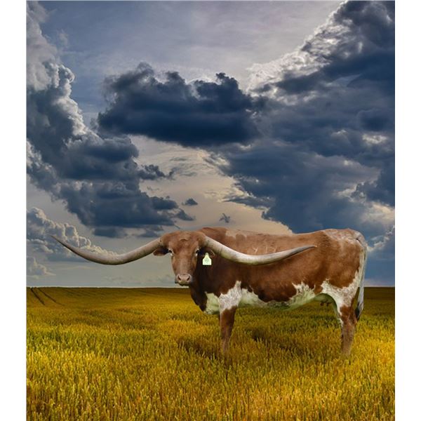 GLR 20 WHIP ER WIL GAL