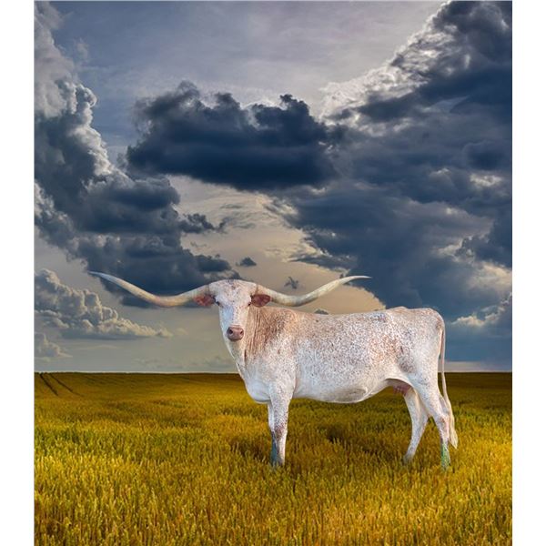 3P 50 STRING OF PEARLS