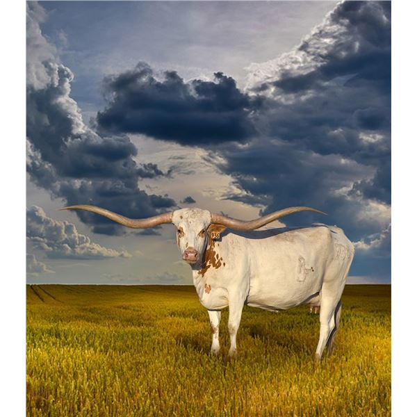 RJF ABSOLUTE CLASSIC