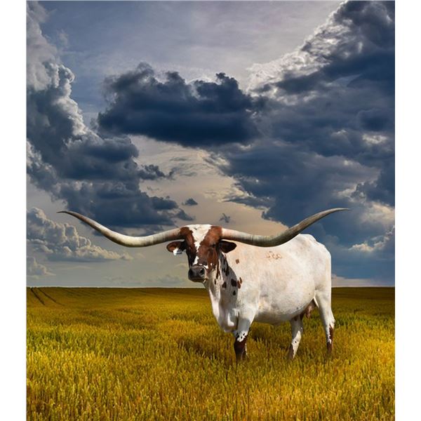 M ARROW “THE QUEEN”