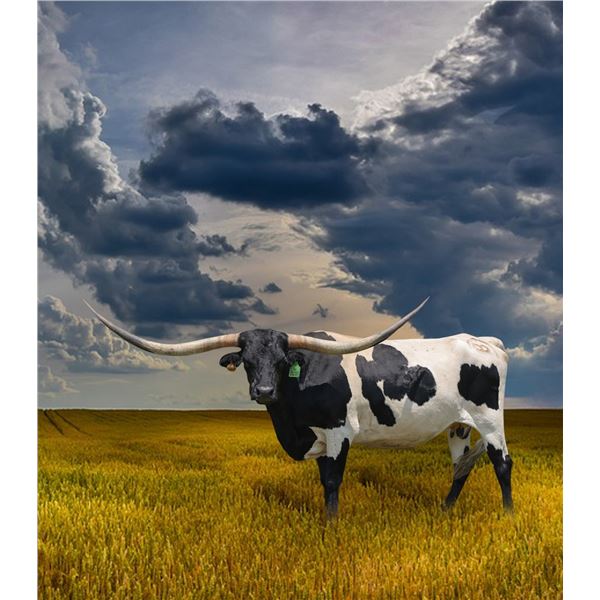 SH ARIANA’S WHIMSEY