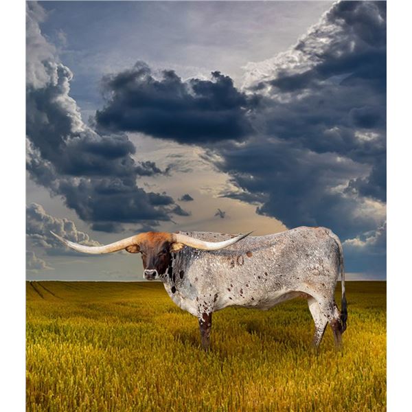 FIFTY GRANDE BCC CHOICE EMBRYO