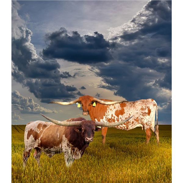 BR CRACKER JACK HEIFER SEXED X BCR WYNONNA 614 EMBRYO