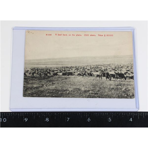 #1623 Postcard Beef Herd 1906 Made in Germany