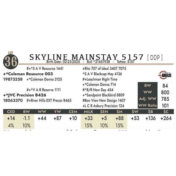 SKYLINE MAINSTAY 5157 [ DDP ]