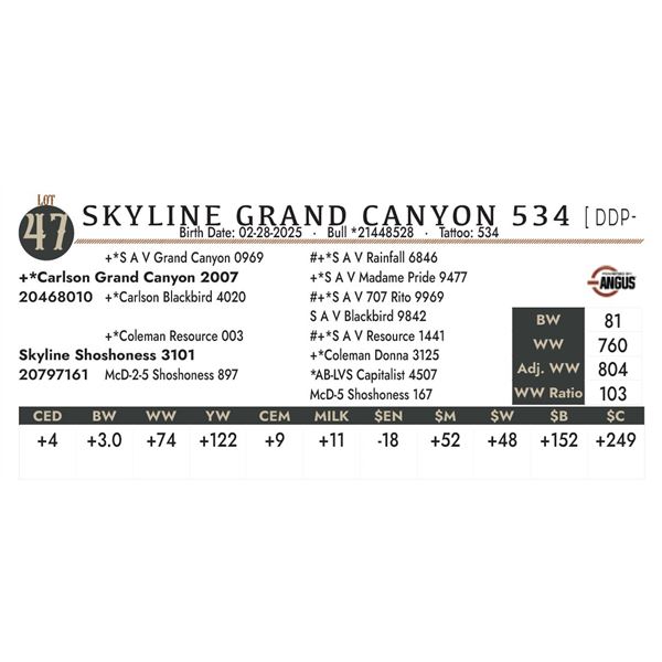 SKYLINE GRAND CANYON 534 [ DDP -