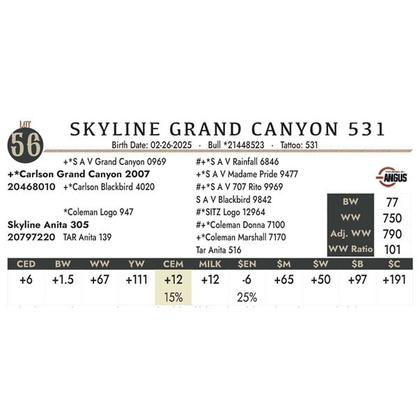 SKYLINE GRAND CANYON 531