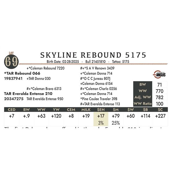 SKYLINE REBOUND 5175